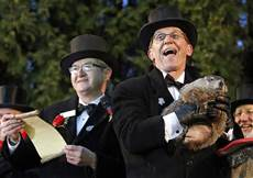 Phil emerges from his hole during the 130th annual Groundhog Day celebration