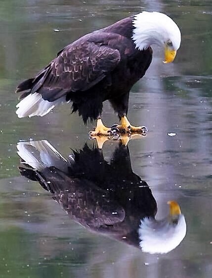 Eagle sees its reflection