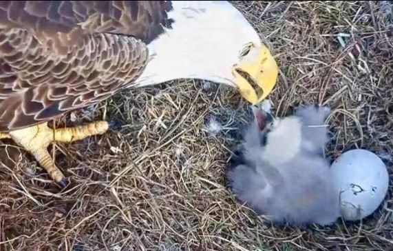 Harriett feeds her eaglet